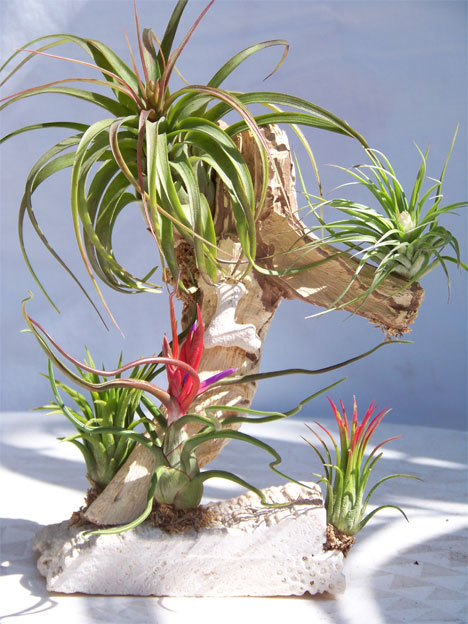 The idea of arranging Tillandsia is not new but Flora has certainly moved 