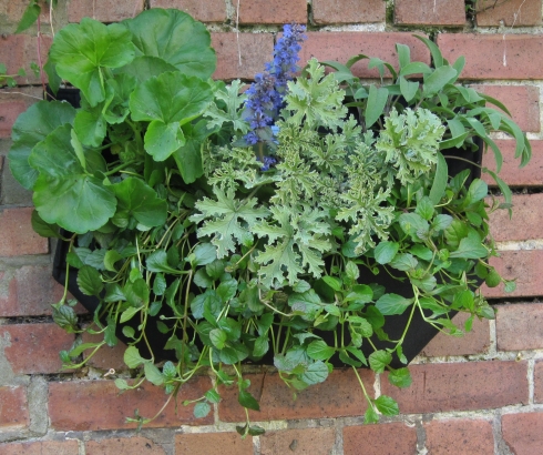 wall planter on a garden brick wall